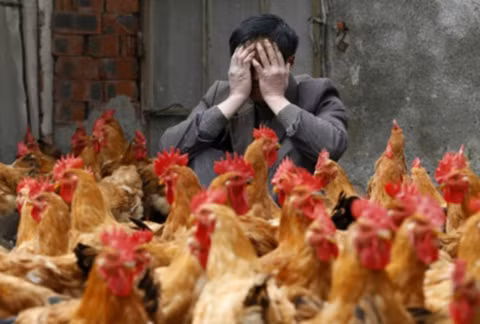 Có bằng chứng cho thấy virus cúm gia cầm H7N9 "lây từ người sang người" ở Trung Quốc và có nguy cơ gây ra đại dịch.