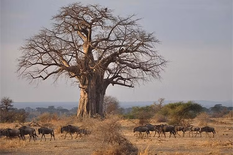 Hoa bao báp khá lớn, nhưng thời gian tồn tại rất ngắn ngủi. Hoa bắt đầu nở rực rỡ vào cuối chiều, đến sáng hôm sau là tàn. Nhưng hương thơm nồng nàn của hoa đã kịp lan tỏa khắp nơi.
