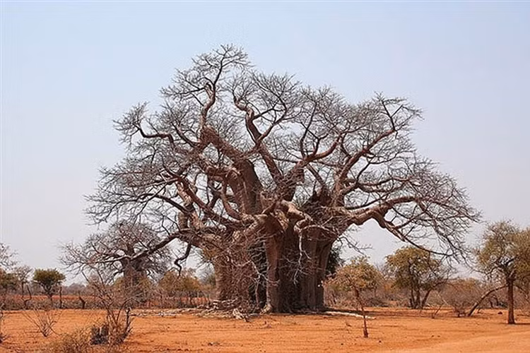 Bao báp là niềm tự hào, là hình ảnh đẹp đẽ của người dân bản địa, là biểu tượng của sức sống mãnh liệt, quật cường.