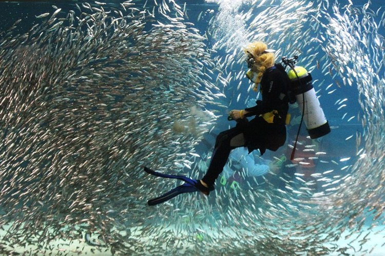 Bơi lội giữa bầy cá mòi là một trong những sự kiện yêu thích của du khách đến với "Thủy tinh cung" Coex, Hàn Quốc.