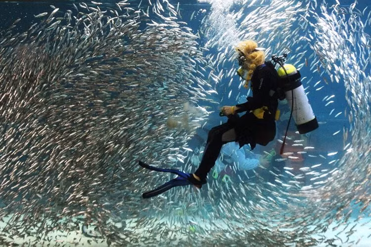 Bơi lội giữa bầy cá mòi là một trong những sự kiện yêu thích của du khách đến với "Thủy tinh cung" Coex, Hàn Quốc.