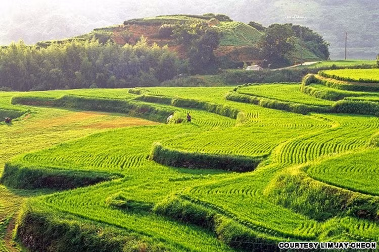 Ruộng bậc thang Hapcheon cũng là một nơi hút du khách, bên cạnh những ngọn núi đền đài từng lọt vào danh sách di sản thế giới của UNESCO.
