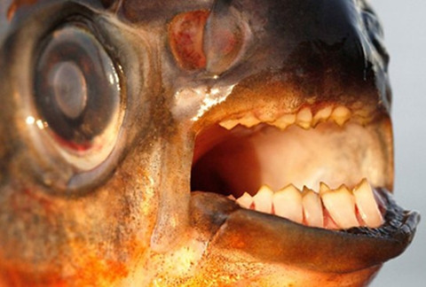 Cá pacu thích đớp tinh hoàn nam giới.