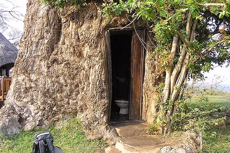 Giờ đây, nhiều cây bao báp trở thành “khách sạn” của nhiều cặp tình nhân. Người ta đã biến khoảng trống bên trong thân cây thành một căn phòng mát mẻ.