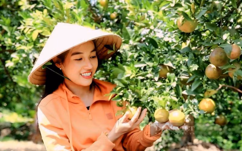 Nong thon moi kieu mau tren vung dat chuyen canh cay co mui-Hinh-2