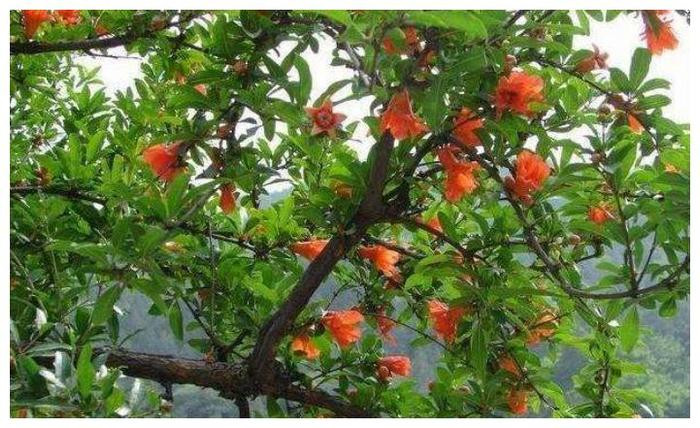 Tai sao cay coi tren lang mo Tan Thuy Hoang co the no hoa?-Hinh-4