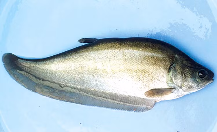 Loai ca dac san, giup bo khi huyet, duong sinh luc