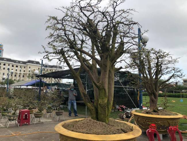 Chiêm ngưỡng những cây mai khủng giá bạc tỷ ở Đà Nẵng