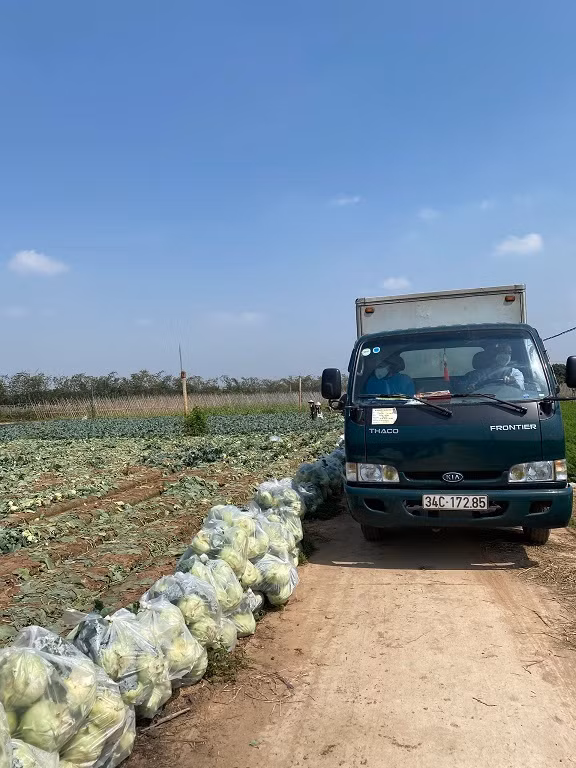 Giai cuu Hai Duong: Nu giam doc ca ngay boc vac, ong chu bien showroom o to thanh vua rau cu-Hinh-5