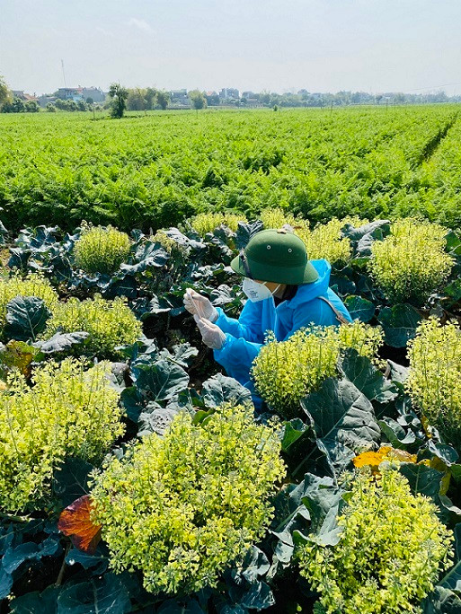 Giai cuu Hai Duong: Nu giam doc ca ngay boc vac, ong chu bien showroom o to thanh vua rau cu-Hinh-8