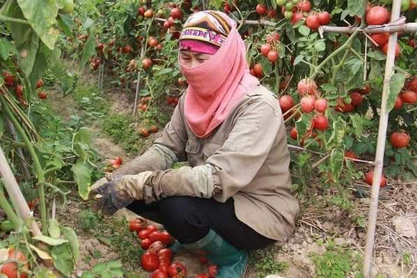 Giai cuu Hai Duong: Nu giam doc ca ngay boc vac, ong chu bien showroom o to thanh vua rau cu-Hinh-10