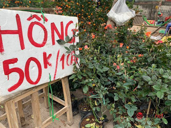 Quất, đào, hoa Tết hạ giá nhưng vẫn vắng bóng khách mua - Hình 4 Quat, dao, hoa Tet ha gia nhung van vang bong khach mua-Hinh-4