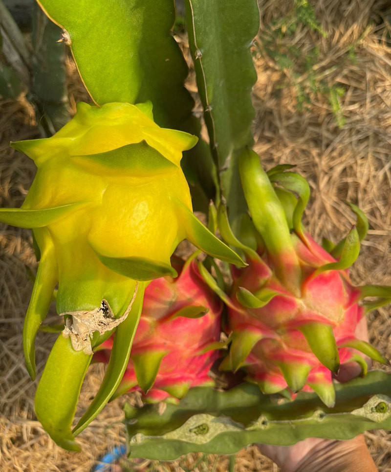 Ngay ban 2 tan thanh long vang: Hang ngoai e, do Viet chay sap-Hinh-2