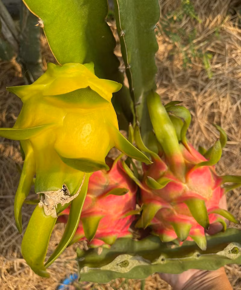 Ngay ban 2 tan thanh long vang: Hang ngoai e, do Viet chay sap-Hinh-2