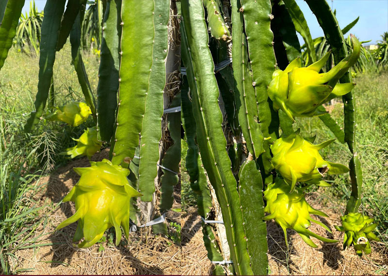 Ngay ban 2 tan thanh long vang: Hang ngoai e, do Viet chay sap-Hinh-4