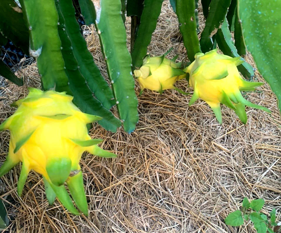 Ngay ban 2 tan thanh long vang: Hang ngoai e, do Viet chay sap