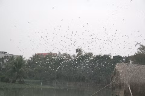 Dao co duoc tai tao o Thanh pho Thanh Hoa