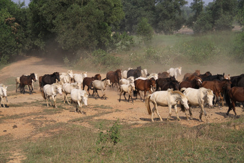 Su khac nhau thu vi giua ngua mini va ngua Pony
