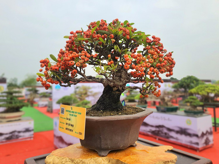 Theo anh Quý, chủ nhân của tác phẩm thì đây là cây táo gai có tuổi đời cả trăm năm.