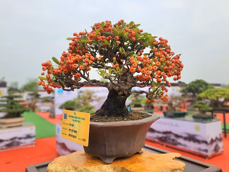 Theo anh Quý, chủ nhân của tác phẩm thì đây là cây táo gai có tuổi đời cả trăm năm.