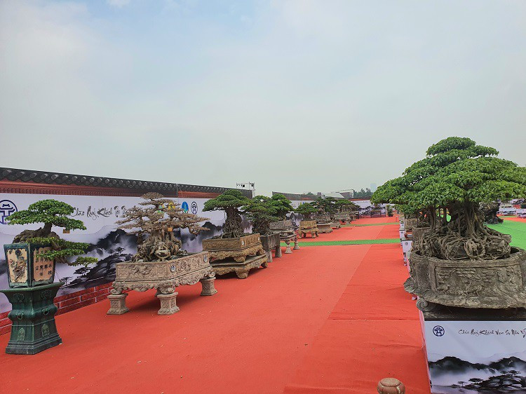 Và nhiều tác phẩm bonsai từng đạt giải quốc tế.