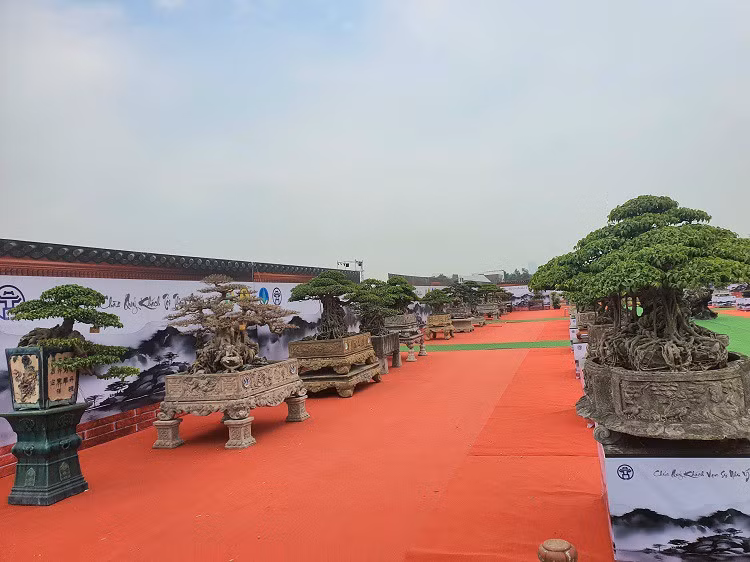 Và nhiều tác phẩm bonsai từng đạt giải quốc tế.