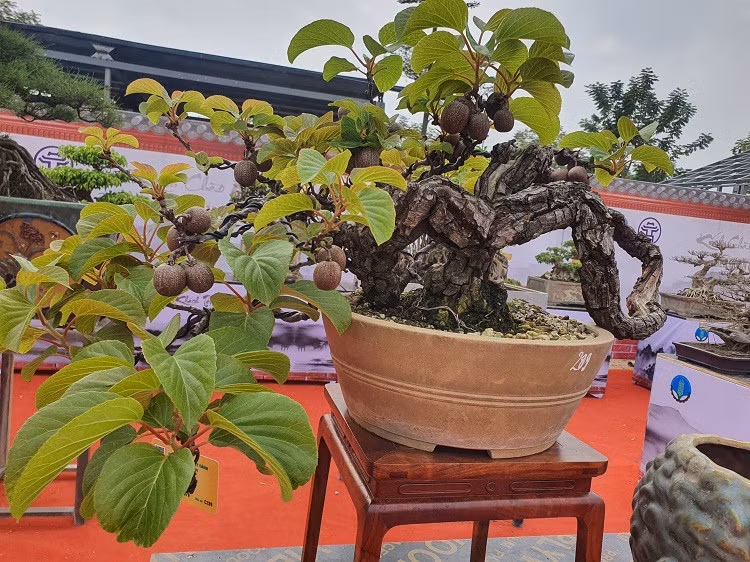 Ngoài các loại cây cảnh như sanh, si, duối, tùng kim cương..., triển lãm còn xuất hiện một số tác phẩm bonsai mini có xuất xứ từ Nhật Bản như kiwi, táo gai, nhót...