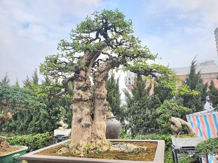 Với tên gọi "Song thụ", cây này được anh Chiến ước tính giá khoảng 600 triệu đồng.