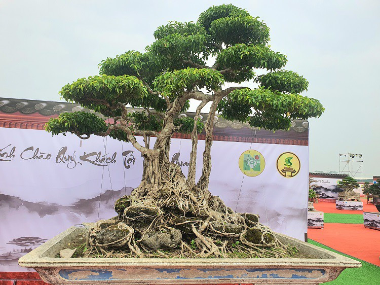 Hàng loạt cây có giá trị từ vài trăm triệu đồng đến hàng tỷ đồng khác đến từ khắp nơi được quy tụ về đây, trưng bày phục vụ những người yêu cây cảnh