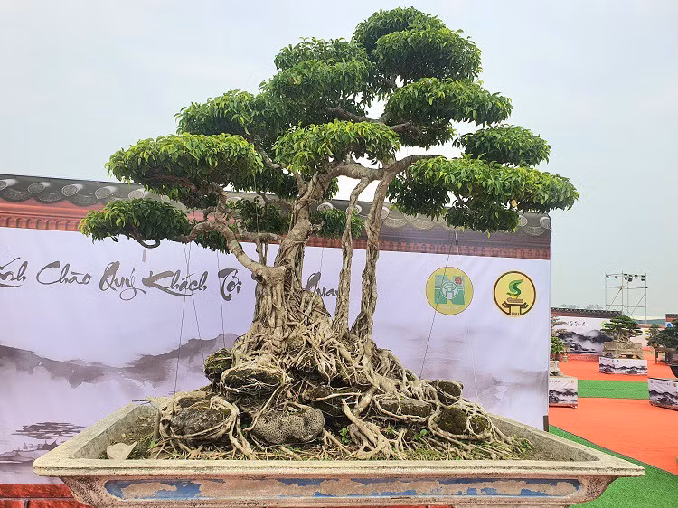 Hàng loạt cây có giá trị từ vài trăm triệu đồng đến hàng tỷ đồng khác đến từ khắp nơi được quy tụ về đây, trưng bày phục vụ những người yêu cây cảnh