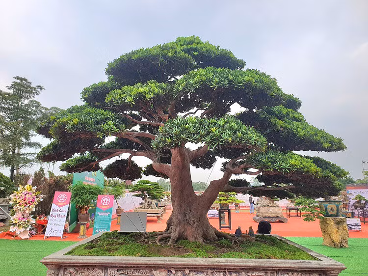 Cây có đường kính thân khoảng 120cm, chiều cao 2,2-2,5m, tán cành khoảng 3,5m có giá trị khoảng 4,5 tỷ đồng được anh nhập từ Đài Loan về cách đây 3 năm.