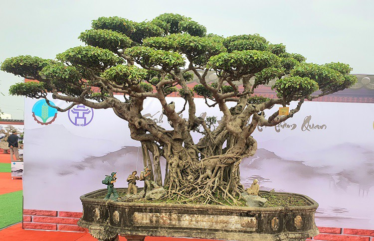 br/> Trong số những tác phẩm tham gia trưng bày, nổi bật nhất là tác phẩm sanh cổ trên 120 năm tuổi của gia đình ông Nguyễn Văn Ngọ, ở xã Đồng Trúc, huyện Thạch Thất (Hà Nội). Ông Ngọ coi đây là "bảo bối" trong nhà. Nhiều năm trước, từng có người trả 3 tỷ đồng nhưng ông không bán.