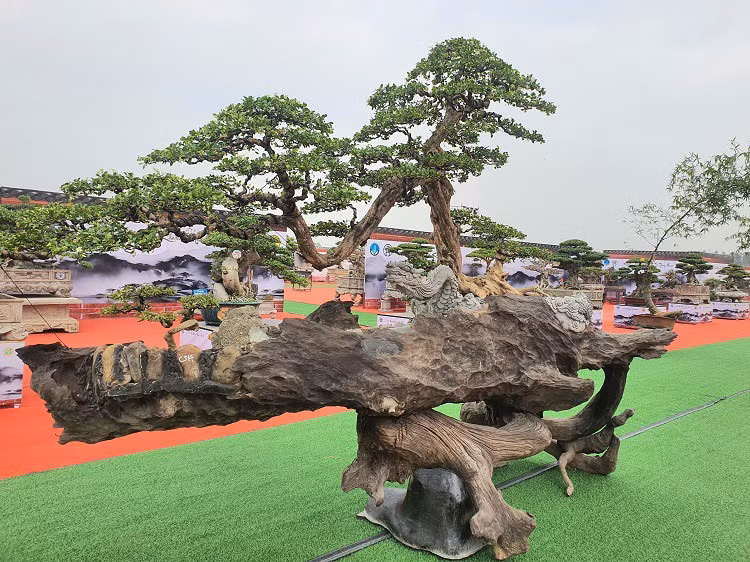 Tác phẩm cây nguyệt quế có tên "Song long tranh châu" được anh Chiến mang ra Hà Nội tham dự triển lãm.