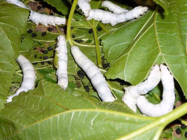 Hai người đã đặt nền móng cho nền văn minh Trung Hoa rực rỡ sau này. Hoàng hậu Luy Tổ được đánh giá là người nhà phát minh, nhà khoa học và chính trị gia nữ giới đầu tiên trong lịch sử Trung Quốc. Kể từ khi thời Tây Chu, Luy Tổ đã được người đời tôn thờ là Người mẹ vĩ đại sáng lập ra Trung Hoa.