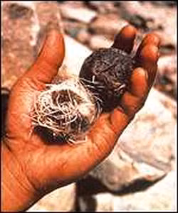 Một số tài liệu ghi chép, hai chị em Triệu Phi Yến và Triệu Hợp Đức (hai phi tần của Hán Thành Đế) đã sử dụng phương pháp trên để kiểm soát khả năng sinh con của bản thân.