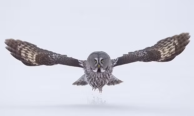 Với đôi chân to lớn cùng đôi cánh khỏe, Kikiyaon dường như không bao giờ để con mồi thoát nạn.