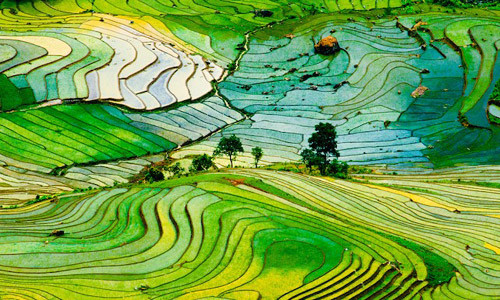 Ruộng Bậc thang Sa Pa, Việt Nam được trang Mother Nature đánh giá là một trong những thắng cảnh đẹp ở khu vực Đông Nam Á. Những thửa ruộng bậc thang tại đây mang nhiều vẻ đẹp khác nhau tại từng thời điểm trong năm. Có thời điểm, ruộng bậc thang có màu xanh của cánh đồng lúa bất tận, lúc thì có màu vàng của cánh đồng lúa chín vàng ươm...