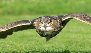 Người dân cho rằng có thể nghe thấy âm thanh của quái vật Kikiyaon phát ra tại các thảo nguyên của vùng châu Phi.