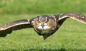 Người dân cho rằng có thể nghe thấy âm thanh của quái vật Kikiyaon phát ra tại các thảo nguyên của vùng châu Phi.