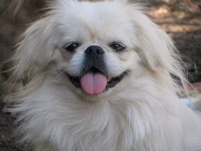 Cũng trong giai đoạn này, hoàng gia Trung Quốc rất thích mang những con chó có kích thước nhỏ như vậy khi ra ngoài hoàng cung bởi họ có thể ôm chúng và để chúng ở trong áo choàng.