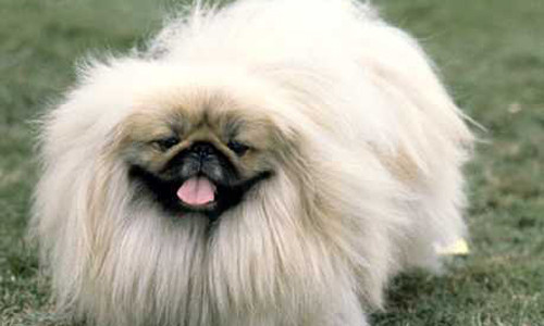 Do là giống chó hoàng tộc nên những thú cưng này được chăm sóc rất tốt. Chúng được sống trong những chiếc chuồng làm từ đá cẩm thạch và dùng lụa làm đệm.