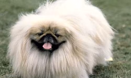 Do là giống chó hoàng tộc nên những thú cưng này được chăm sóc rất tốt. Chúng được sống trong những chiếc chuồng làm từ đá cẩm thạch và dùng lụa làm đệm.