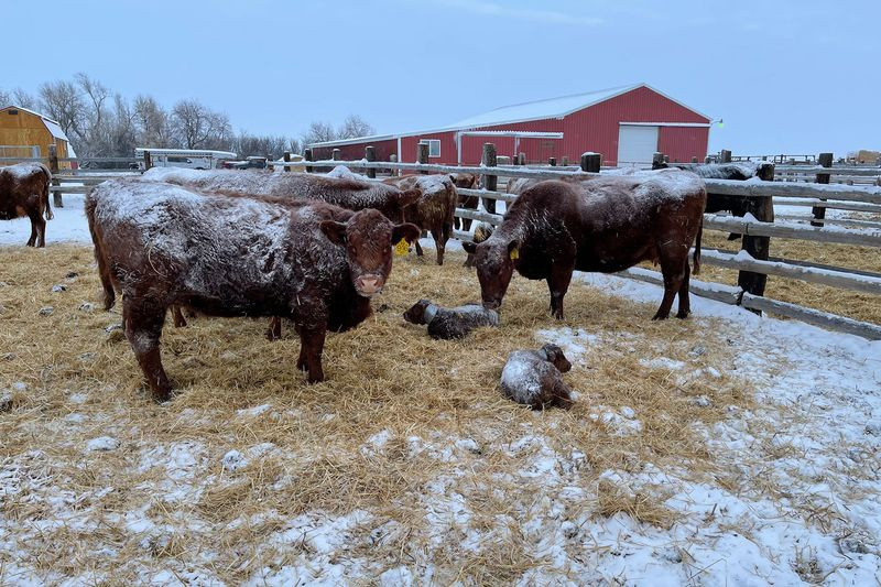 Troi lanh, mat dien khien gia suc o My... rung tai