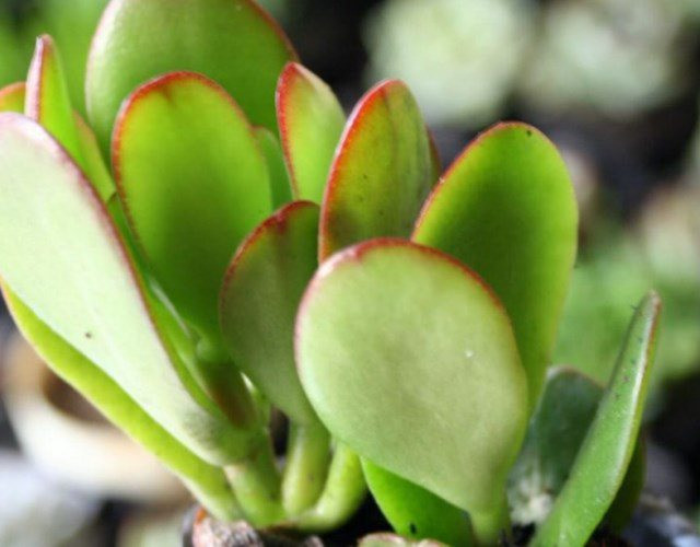  Bạn có thể phối cây với các chậu gốm mộc, chậu đất nung, hoặc thử đổi vibe với chậu tráng men trắng hiện đại. Dù theo phong cách nào, cây cũng dễ “ăn hình” và tạo điểm nhấn nhẹ nhàng nhưng tinh tế cho không gian sống.