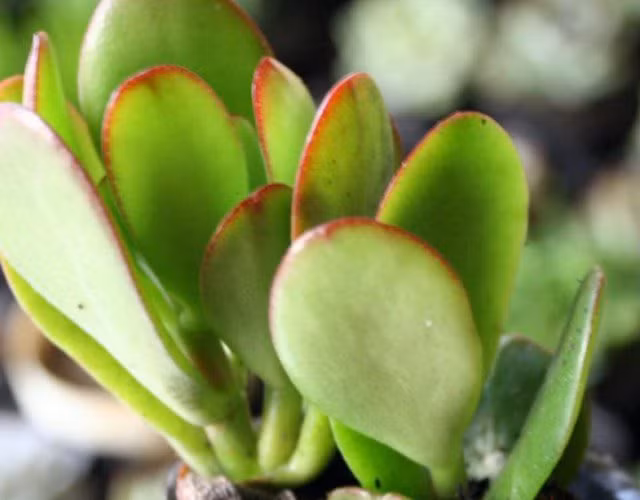  Bạn có thể phối cây với các chậu gốm mộc, chậu đất nung, hoặc thử đổi vibe với chậu tráng men trắng hiện đại. Dù theo phong cách nào, cây cũng dễ “ăn hình” và tạo điểm nhấn nhẹ nhàng nhưng tinh tế cho không gian sống.