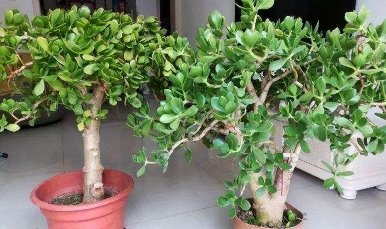  Vậy mà không biết có phải ngộ nhận hay không nhưng tôi thấy sau vài tháng, mọi thứ quanh tôi đổi khác hẳn theo hướng tích cực: Tâm trạng nhẹ nhõm hơn, không gian sống tươi mới hơn, đặc biệt nhất là vận may tài chính cũng khởi sắc dần đều. 