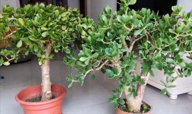  Vậy mà không biết có phải ngộ nhận hay không nhưng tôi thấy sau vài tháng, mọi thứ quanh tôi đổi khác hẳn theo hướng tích cực: Tâm trạng nhẹ nhõm hơn, không gian sống tươi mới hơn, đặc biệt nhất là vận may tài chính cũng khởi sắc dần đều. 