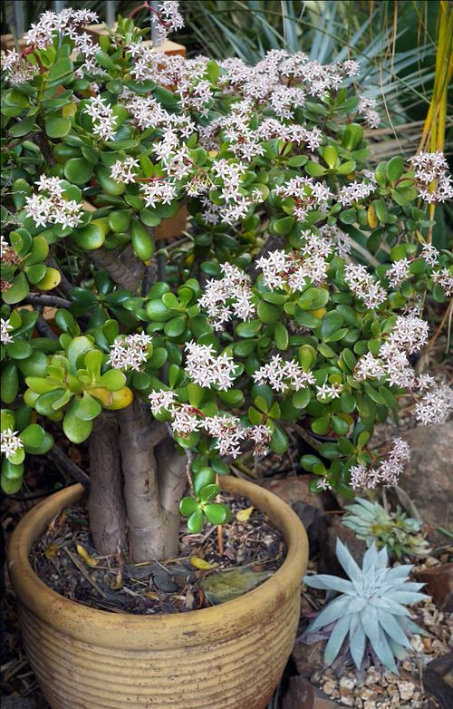  Cây càng lâu năm, thân càng mập và vững chãi, giống như tài lộc và vận may càng ngày càng “đơm hoa kết trái”. Mỗi lần ngắm cây, tôi luôn có cảm giác vui vẻ, thư giãn vô cùng.