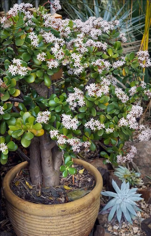  Cây càng lâu năm, thân càng mập và vững chãi, giống như tài lộc và vận may càng ngày càng “đơm hoa kết trái”. Mỗi lần ngắm cây, tôi luôn có cảm giác vui vẻ, thư giãn vô cùng.