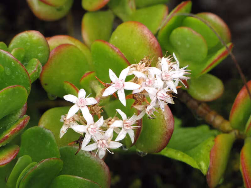  Cân bằng độ ẩm: Không ai nghĩ một chậu cây nhỏ lại có thể tăng độ ẩm nhẹ cho phòng nhưng thực tế là có đấy nhé. Ngọc bích với khả năng giữ nước tự nhiên sẽ giúp cải thiện không khí hanh khô, đặc biệt là với các căn hộ thường xuyên dùng điều hoà. 